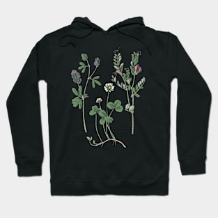 Clover Plants Botanical Illustration Hoodie